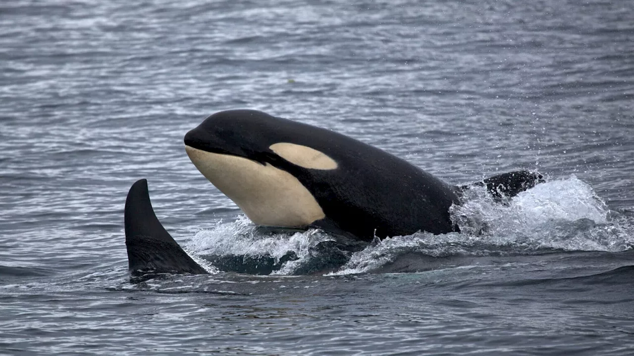 New study of salmon abundance prompts a rethink of endangered killer whale decline