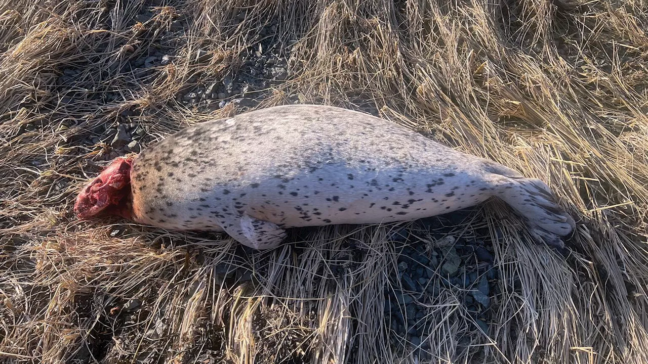 What killed a harbor seal found headless at Letnikof Cove? It’s a mystery, federal scientists say