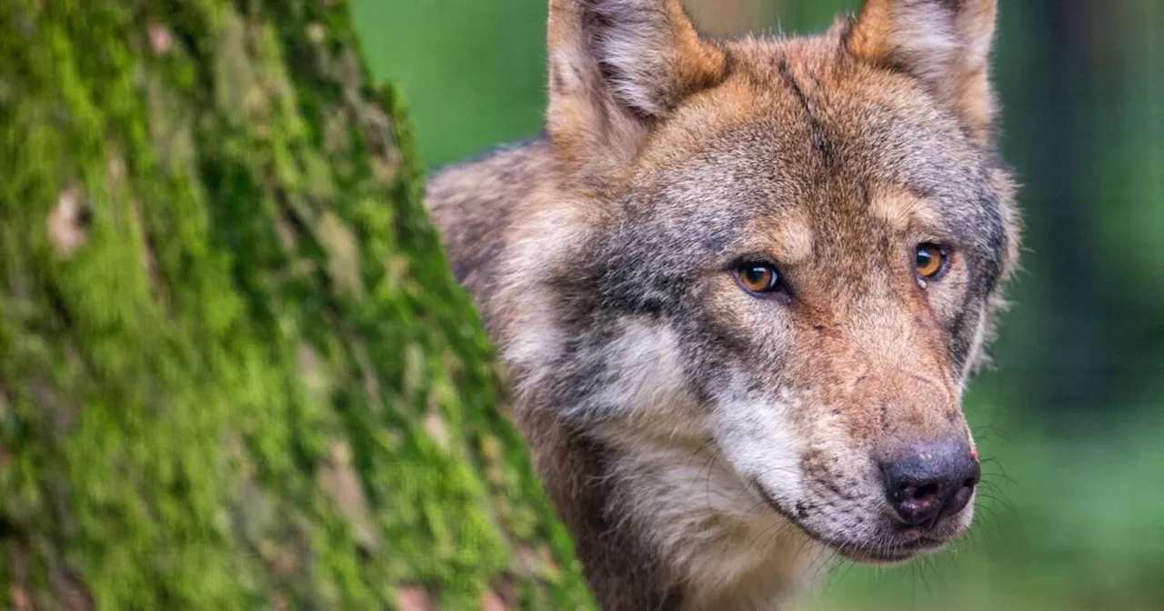 Der gute Wolf: 83 Prozent sehen kein Problem