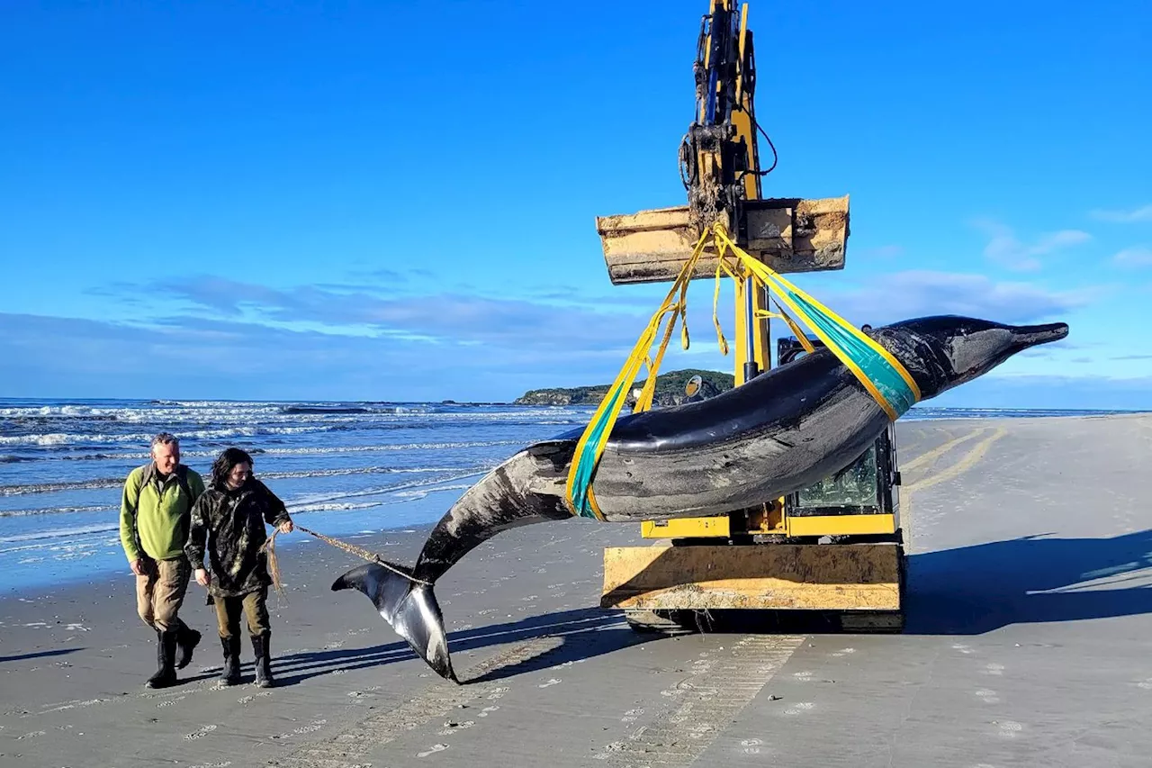 Dissection d'un spécimen rare de baleine en Nouvelle-Zélande