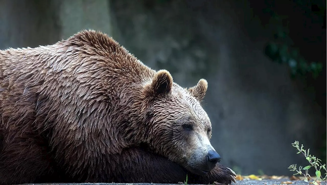 L'orso M91 abbattuto nel Trentino per sicurezza pubblica