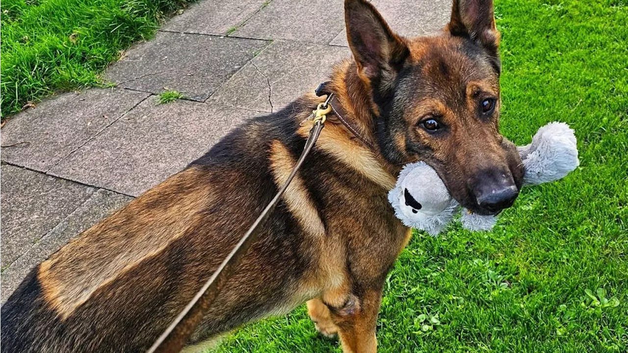 Retired police dog rescues missing man on first walk since major surgery