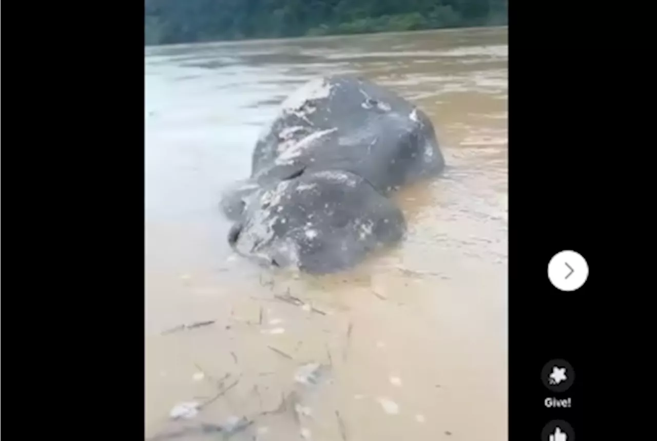 Dead elephant found floating in Sungai Pahang, believed swept away by strong currents (VIDEO)