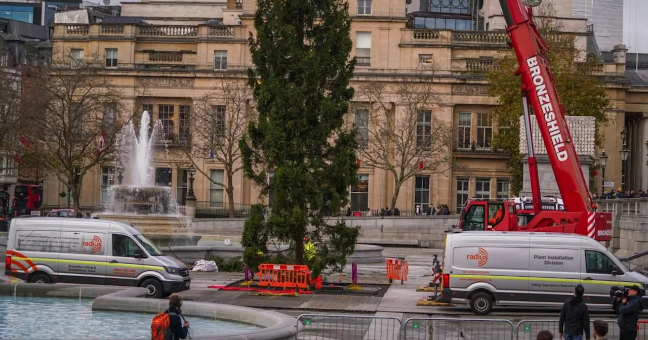 Londoners slam 66ft Trafalgar Square Christmas Tree as 'half-dead'