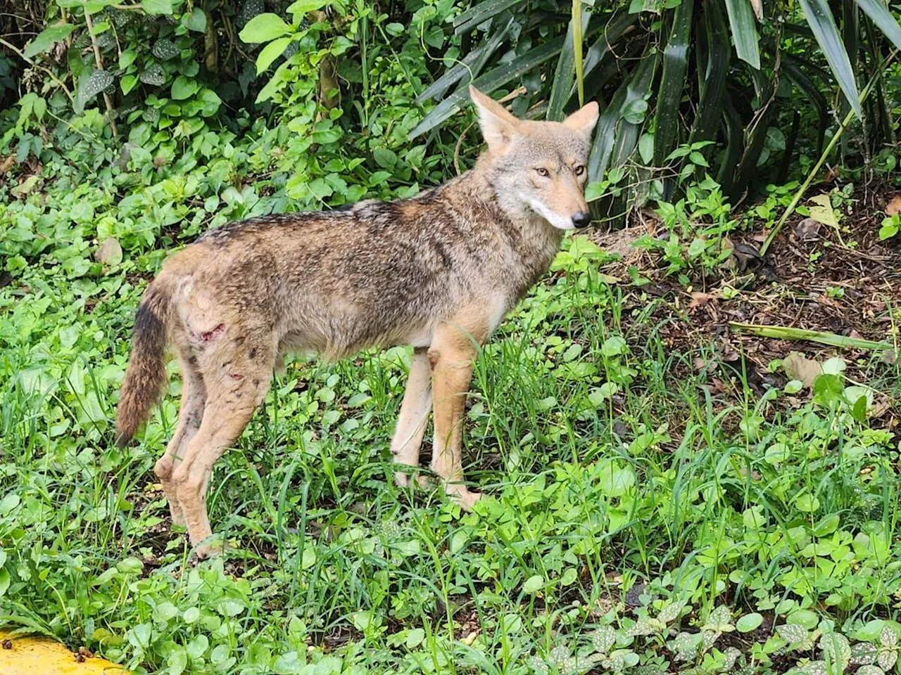 Coyote ataca a niña de en Colorado; guardabosques lo buscan para sacrificarlo