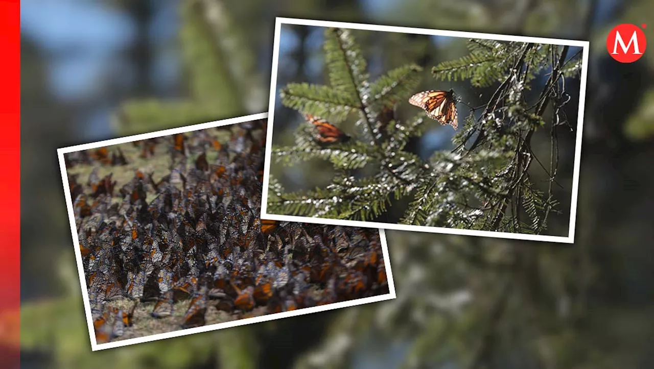 EU debe decidir si incluye a la mariposa Monarca como especie amenazada o en peligro