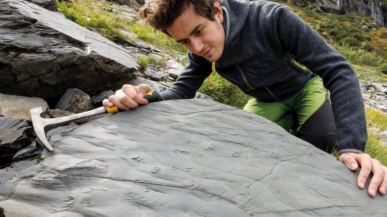 Spaziergang mit Folgen: Wanderin entdeckt Spurenfossilien