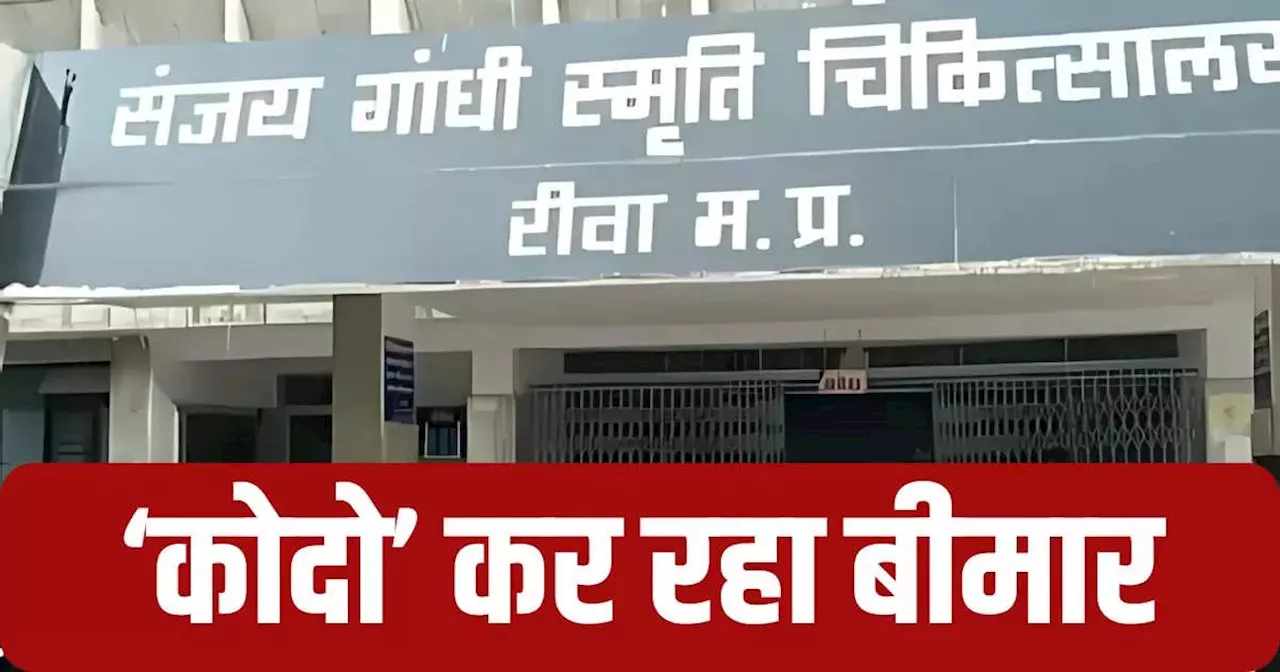 10 हाथियों को मारने वाला संक्रमित कोदो इंसानों को कर रहा बीमार, गंभीर हालत में 3 लोग भर्ती, जानें पूरा मामला