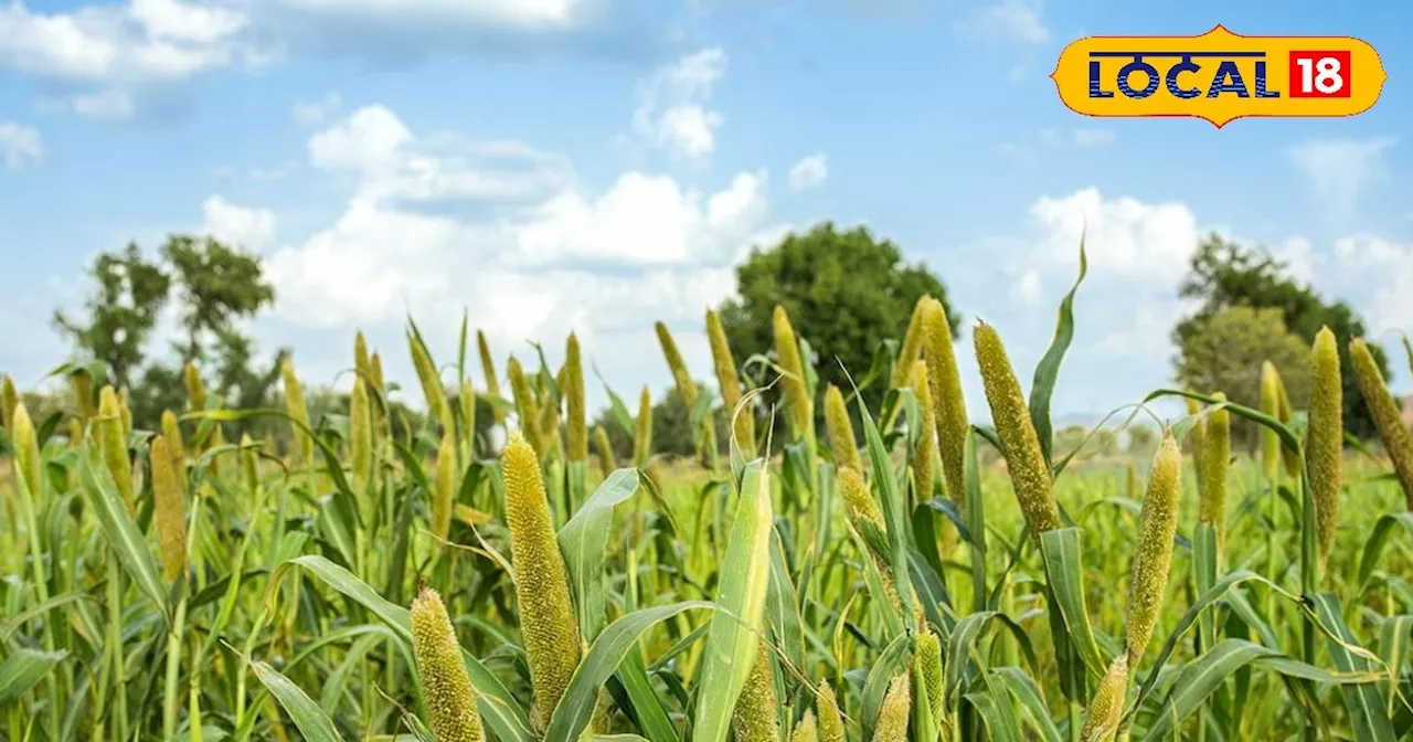 Benefits of millets: सर्दी में गर्मी का अहसास देता है ये अनाज, आयरन, मैग्नीशियम, फॉस्फोरस, और विटामिन बी की...