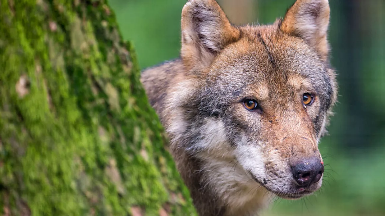 Online-Umfrage: Wolf beliebt unter Österreichern, Abstimmung über Schutzstatus steht an