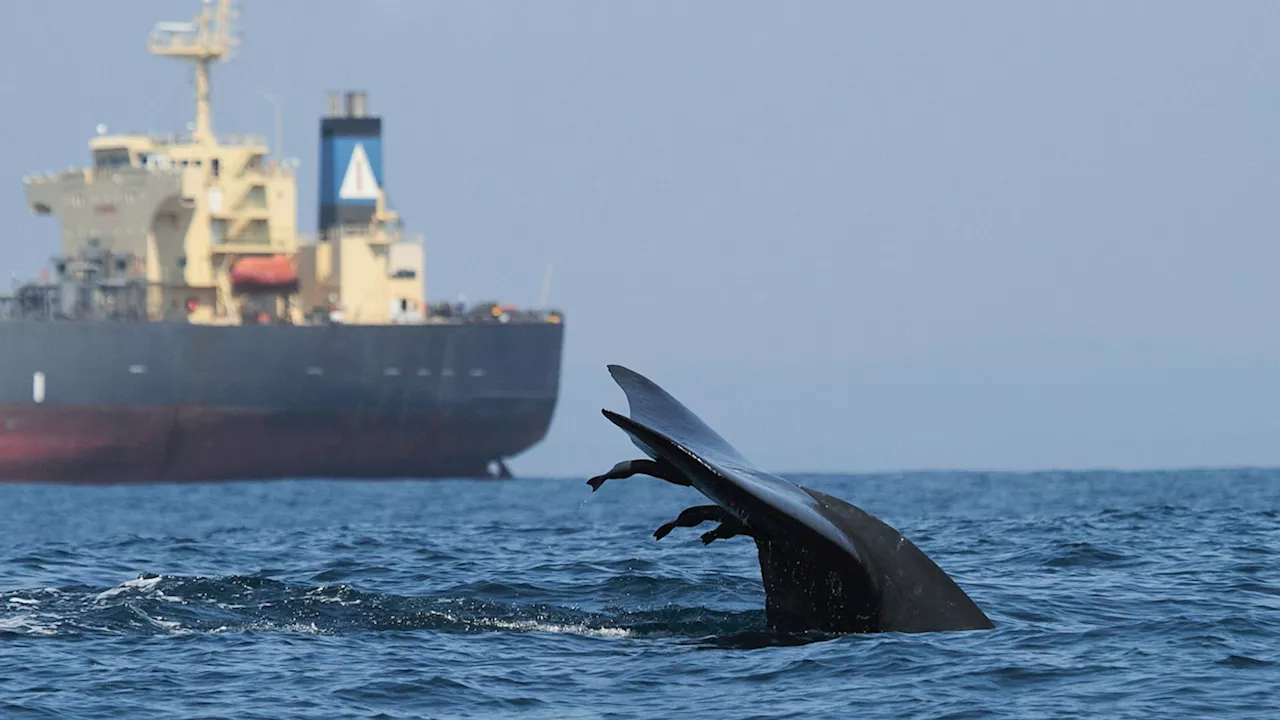 New maps show high-risk zones for whale-ship collisions