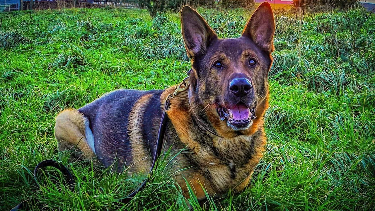 Retired police dog on first walk since major surgery rescues missing man in East Sussex