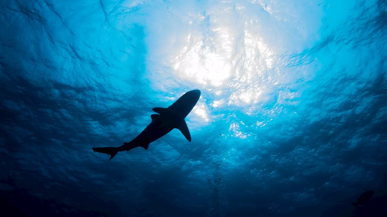 Man attacked by shark off Queensland coast