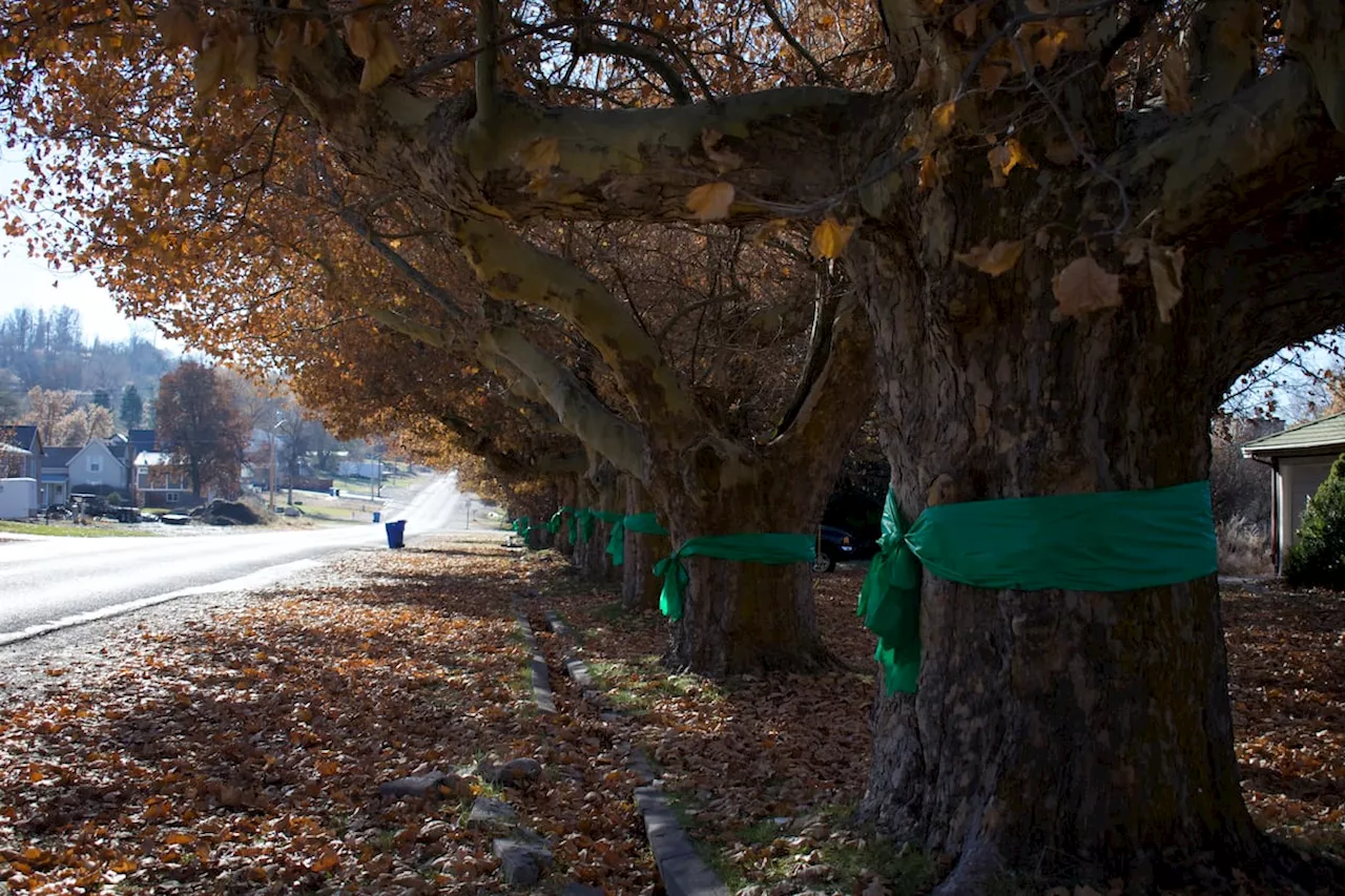 Logan petition to save 100-year-old trees inspires Providence to join the fight