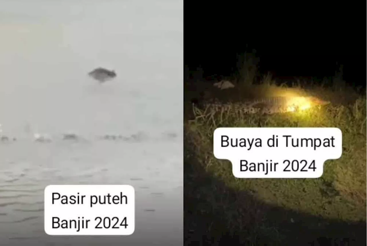 Videos appearing to show crocodiles in Kelantan now viral