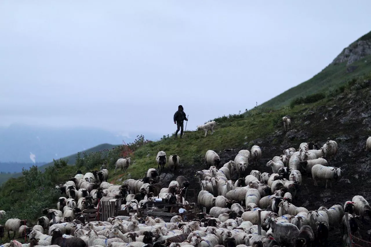 Pastoralisme : le 6 décembre 2023, la transhumance inscrite au patrimoine culturel immatériel de l’Unesco