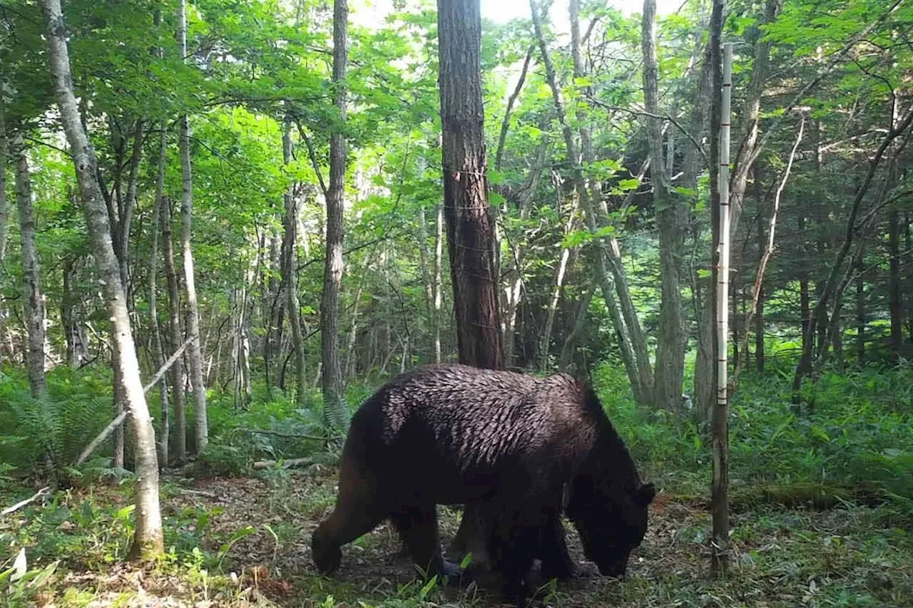 Sweet-toothed bear lured out of Japanese supermarket