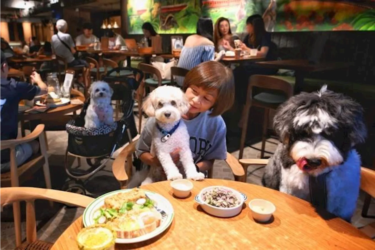 Singapore Relaxes Pet Cafe Licensing for Restaurants from 2025