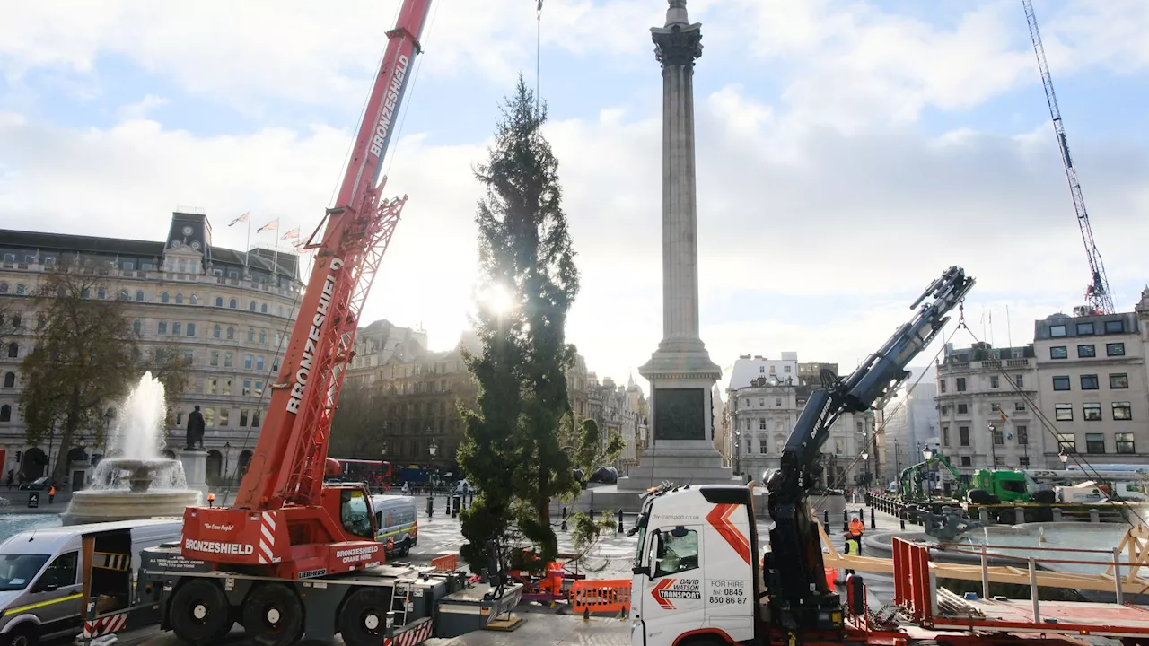 Londoners Criticize Trafalgar Square Christmas Tree's Appearance