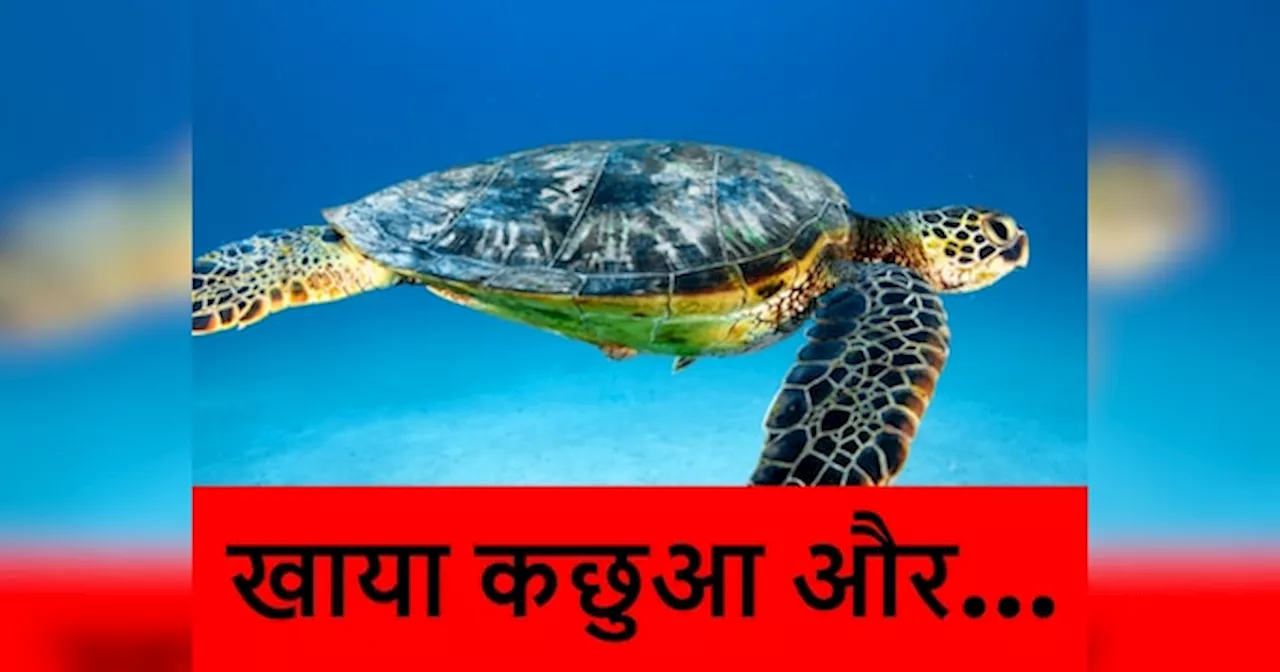 Eating Sea Turtle: समुद्री कछुआ खाया और काल के गाल में समा गए तीन लोग, 32 अस्पताल में भर्ती; मचा हाहाकार