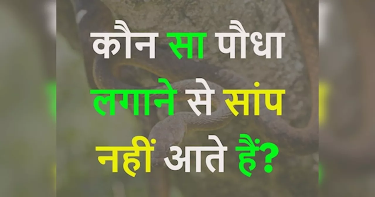 GK Quiz: कौन सा पौधा लगाने से सांप नहीं आते हैं?