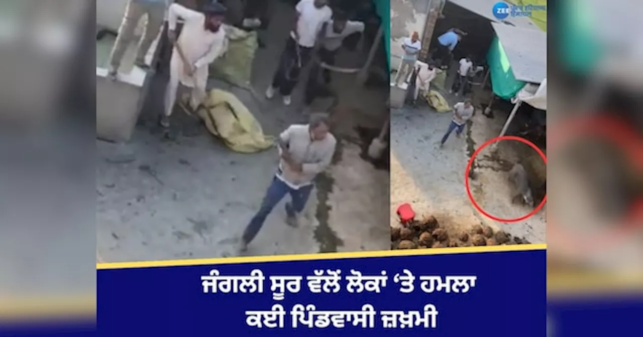 Punjab News: ਫ਼ਤਿਹਗੜ੍ਹ ਭਾਦਸੋਂ ਚ ਜੰਗਲੀ ਸੂਰ ਵੱਲੋਂ ਹਮਲਾ, ਕਈ ਪਿੰਡਵਾਸੀ ਕੀਤੇ ਜ਼ਖ਼ਮੀ, ਲੋਕਾਂ ਪਰੇਸ਼ਾਨ