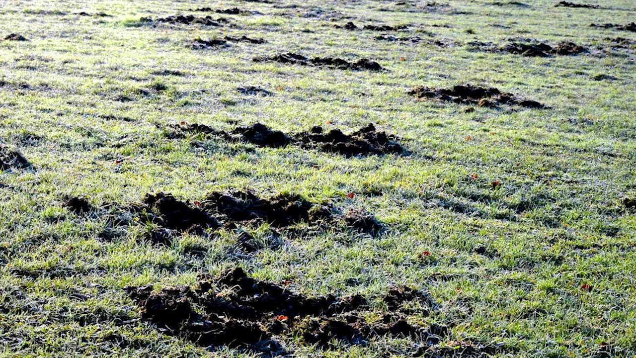 Schwyz: Im Kanton Schwyz werden Wildschweine geschossen.