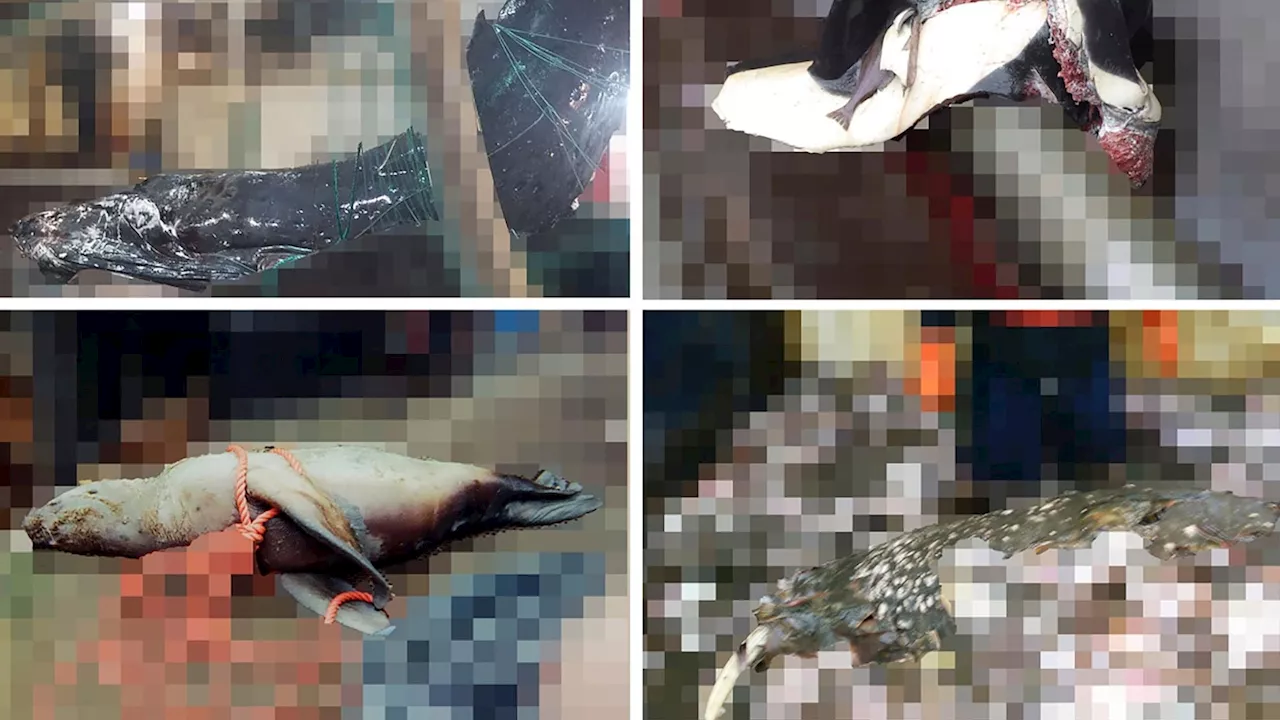 Activists Sue to Release Images of Dead Marine Mammals Entangled by Fishing Gear