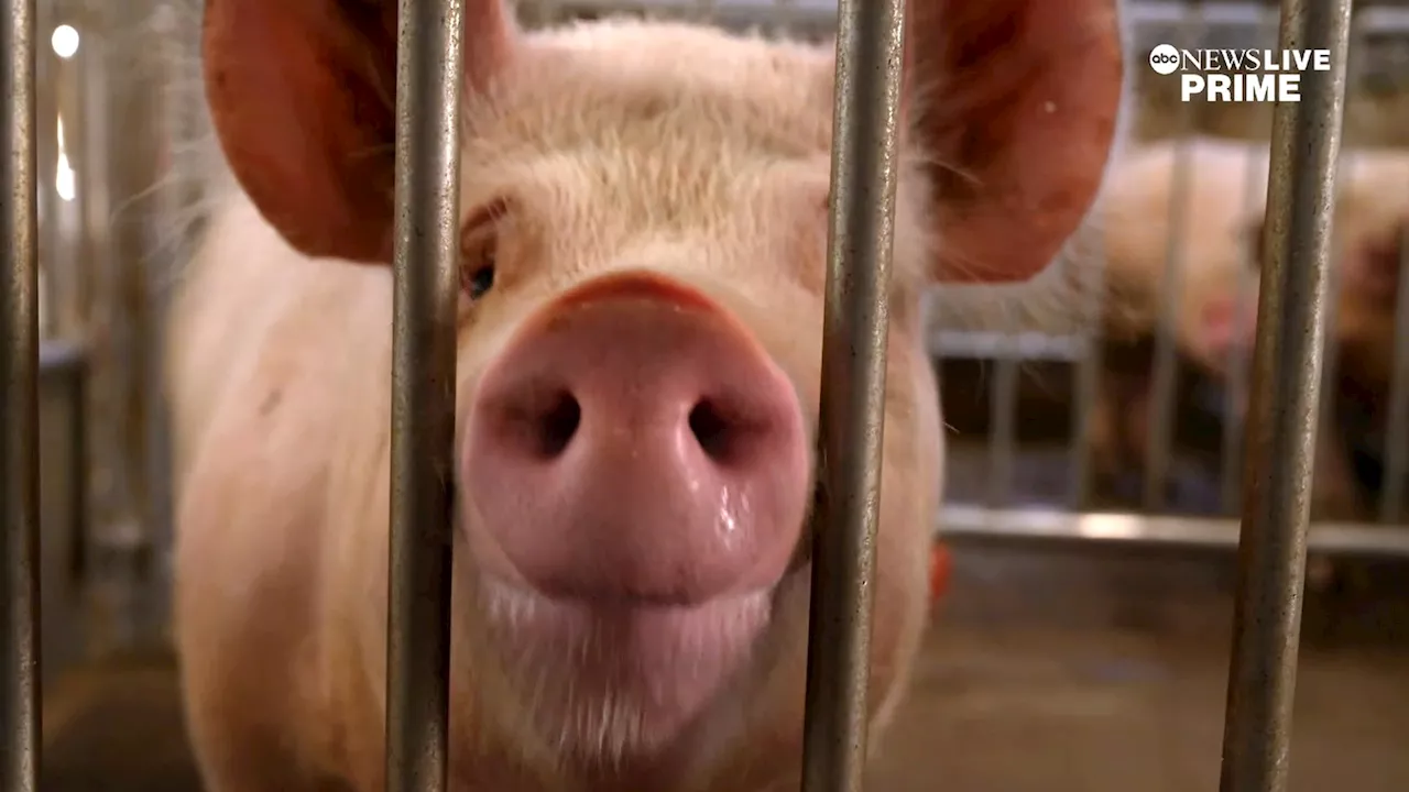 Genetically modified pigs offer hope for human transplant organ shortage