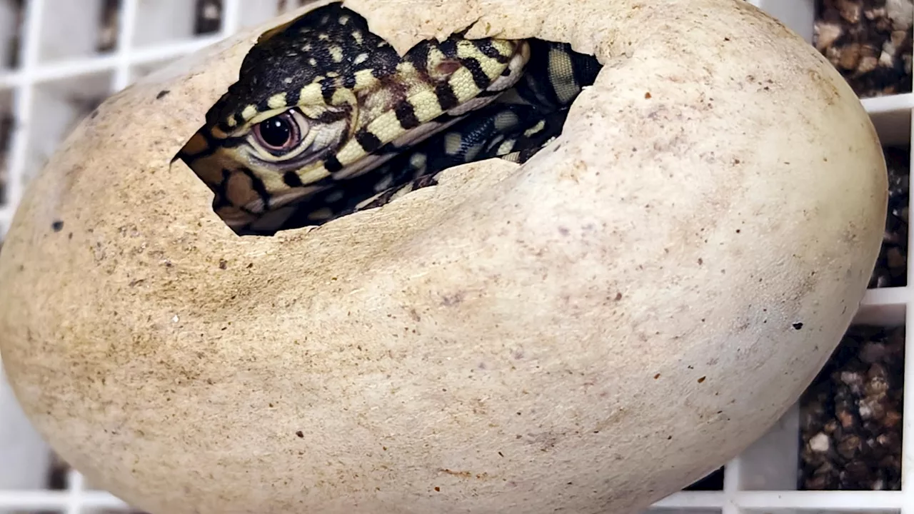 Two Baby Perentie Lizards Hatch at Los Angeles Zoo