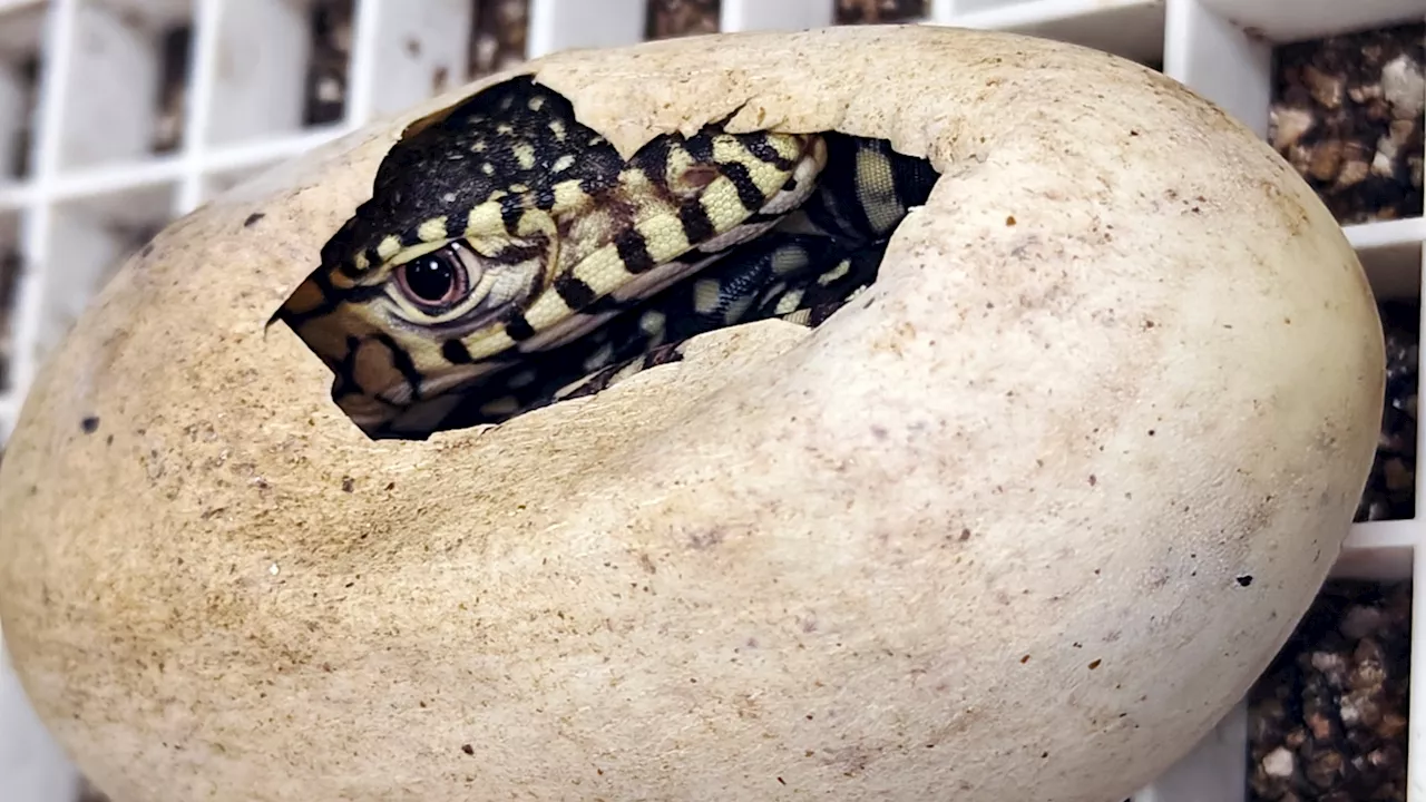 LA Zoo hatches 1st-ever perentie lizards, one of largest lizard species in the world