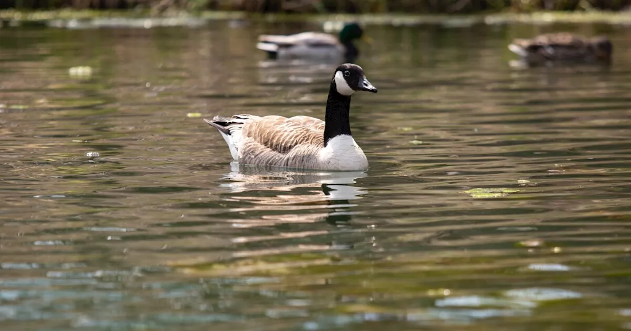 Two wild birds discovered to have avian influenza at Scottsdale park