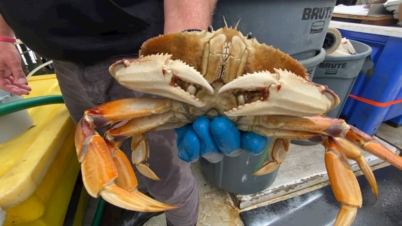 CA's commercial Dungeness crab season to officially begin Jan. 5, officials say