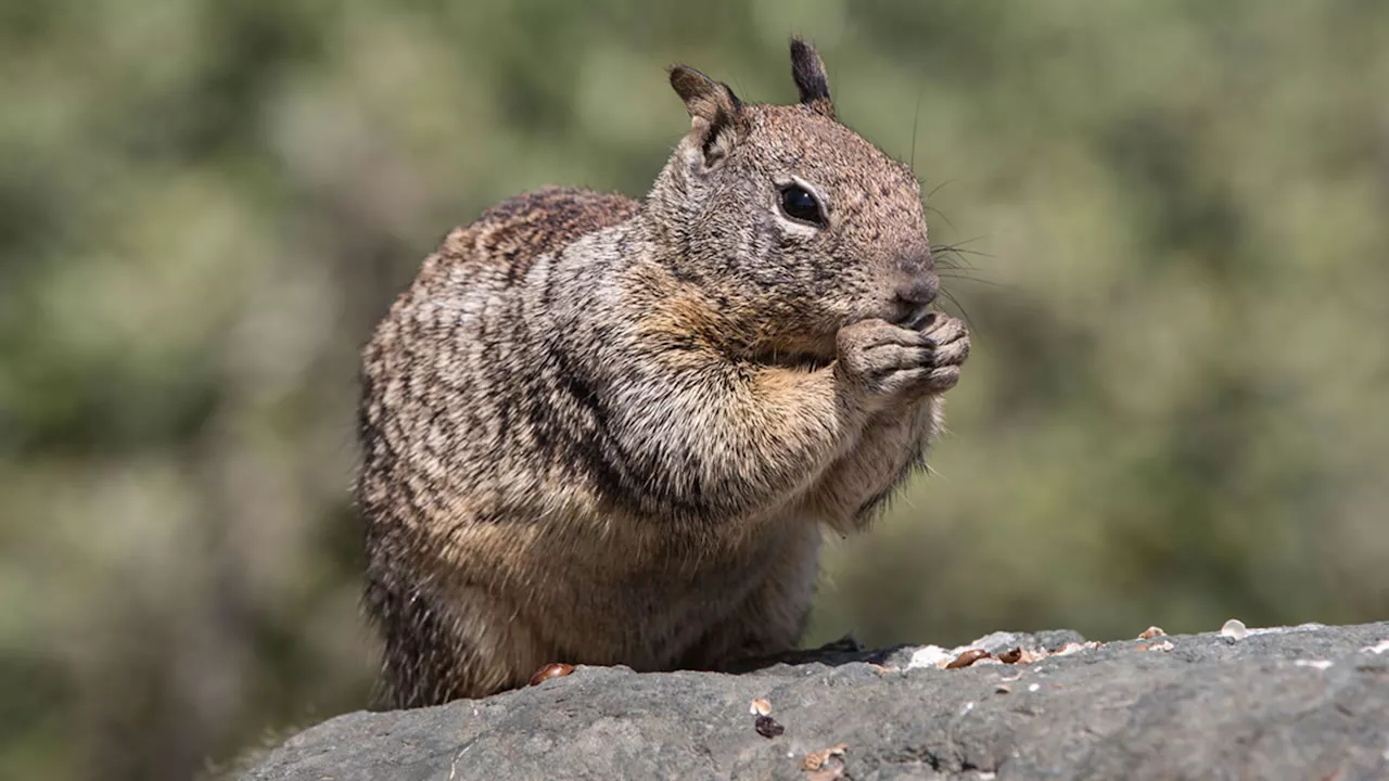 California Squirrels Show Unprecedented Carnivorous Behavior