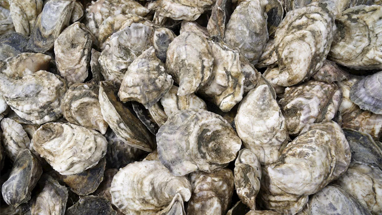 Raw oysters linked to norovirus sickens 80 at Los Angeles event celebrating city's top restaurants