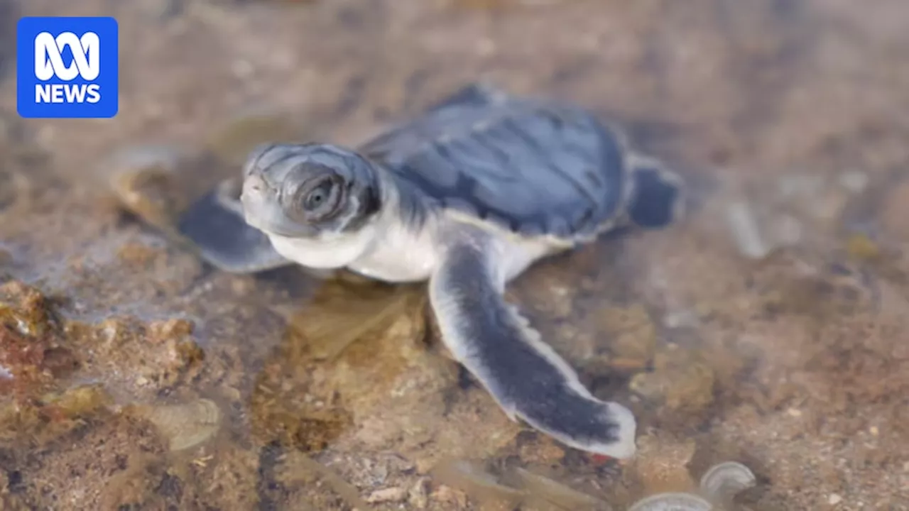 More data needed to save vulnerable turtles from ghost crabs, say scientists