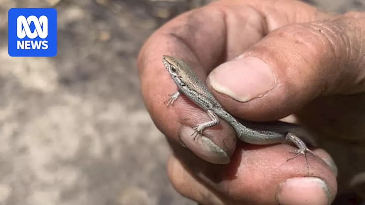 Wildlife volunteers left with emotional and financial burden after Cervantes fire