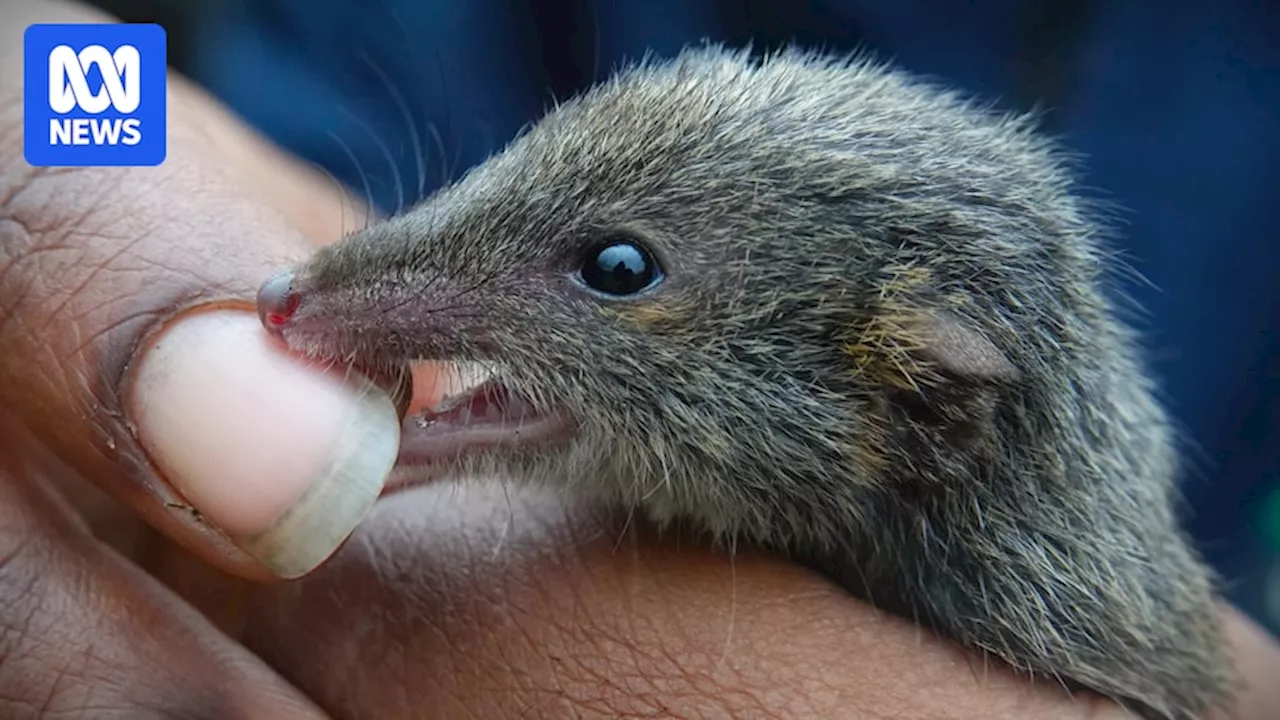 Wilsons Promontory a unique national park helping endangered species survive