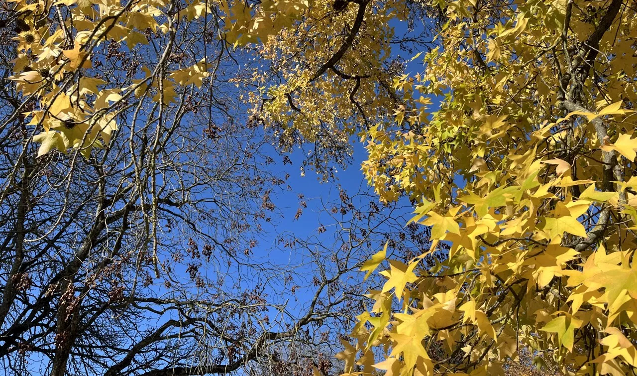 Ce qui attend Toulouse et l'Occitanie, selon Météo France, pour ce dernier vendredi avant Noël