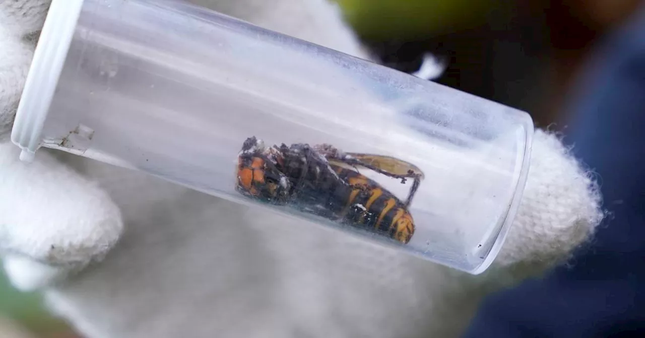 Murder Hornet Eradicated in US After 5-Year Battle