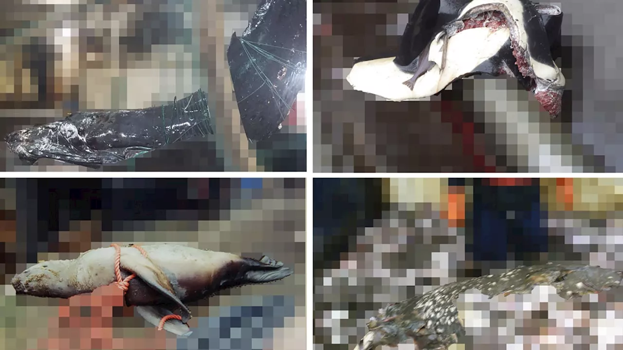 Activists Sue to Release Unaltered Images of Dead Marine Mammals Caught in Fishing Gear