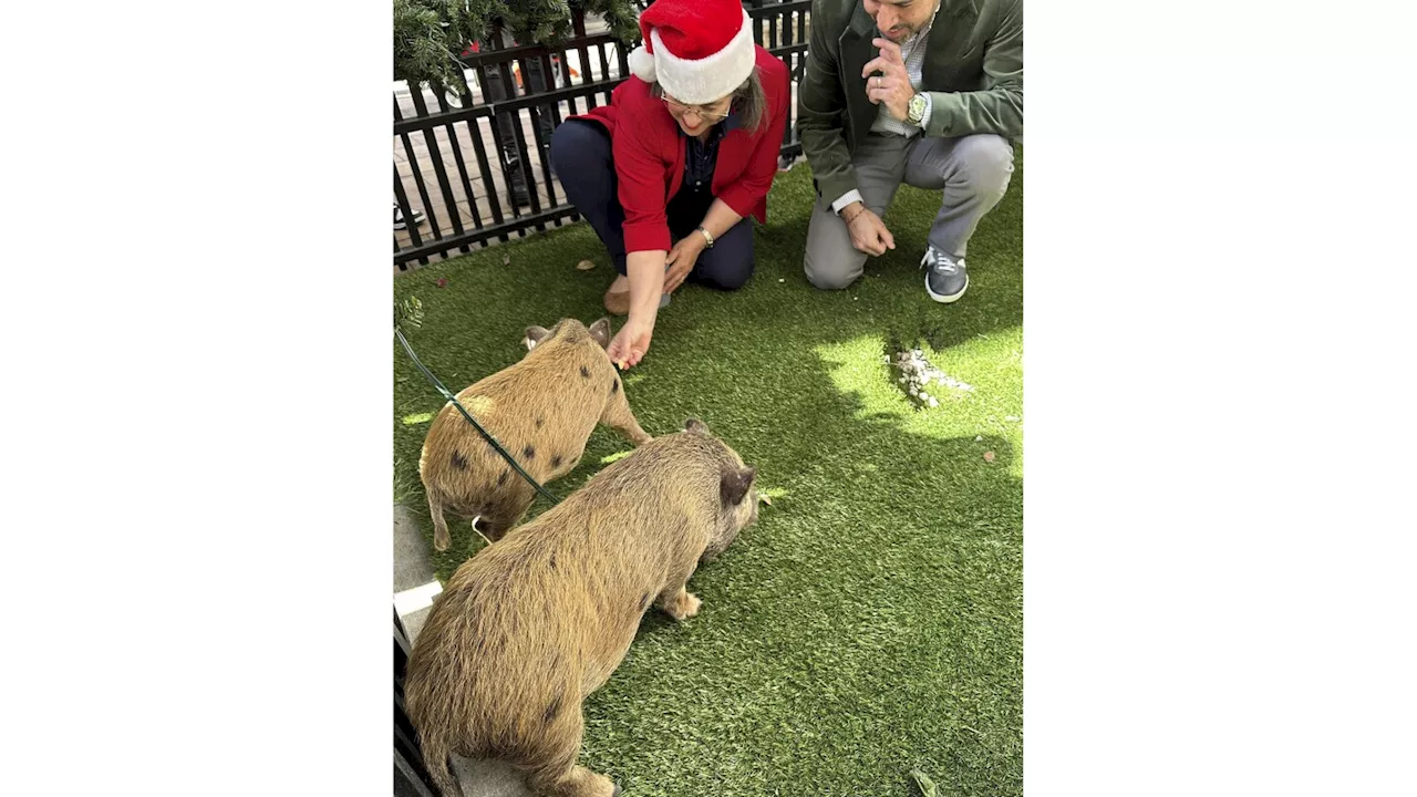 Baby pigs get Christmas pardon from Florida mayor in a Cuban twist on White House turkey tradition