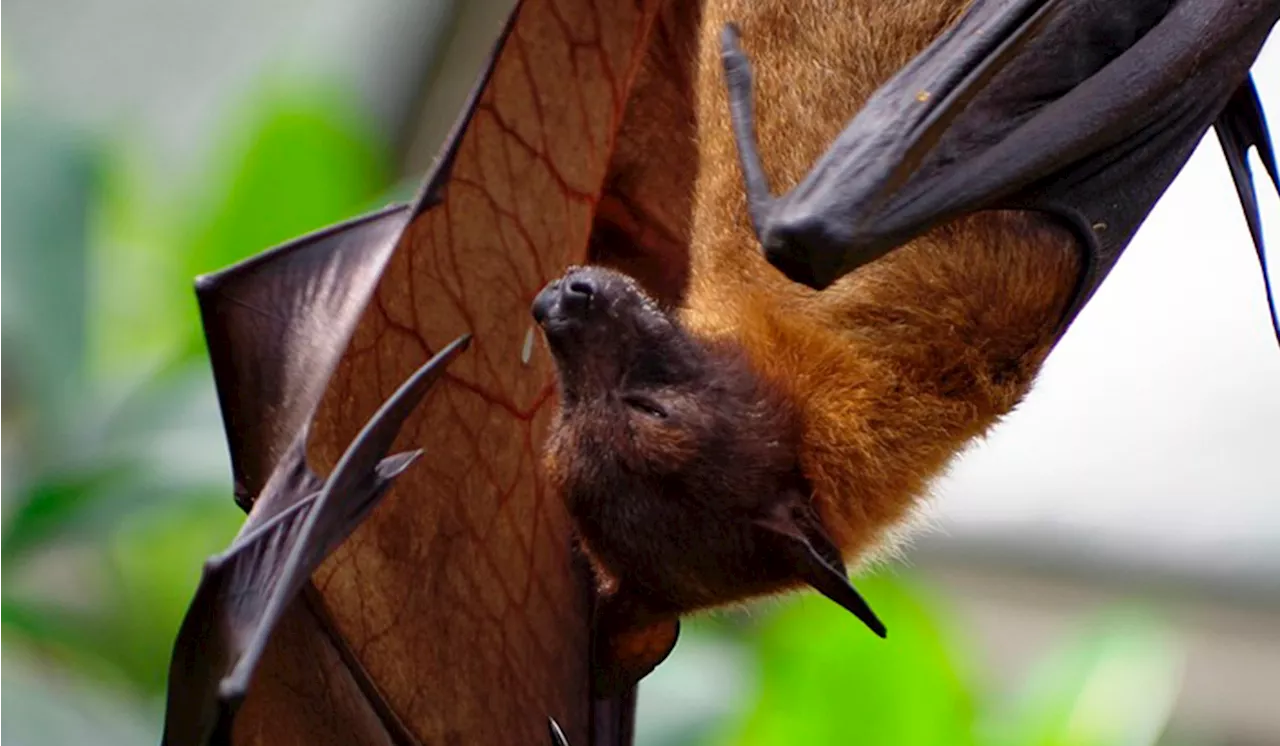  Murciélago sorprende a pasajeros de la Línea 1