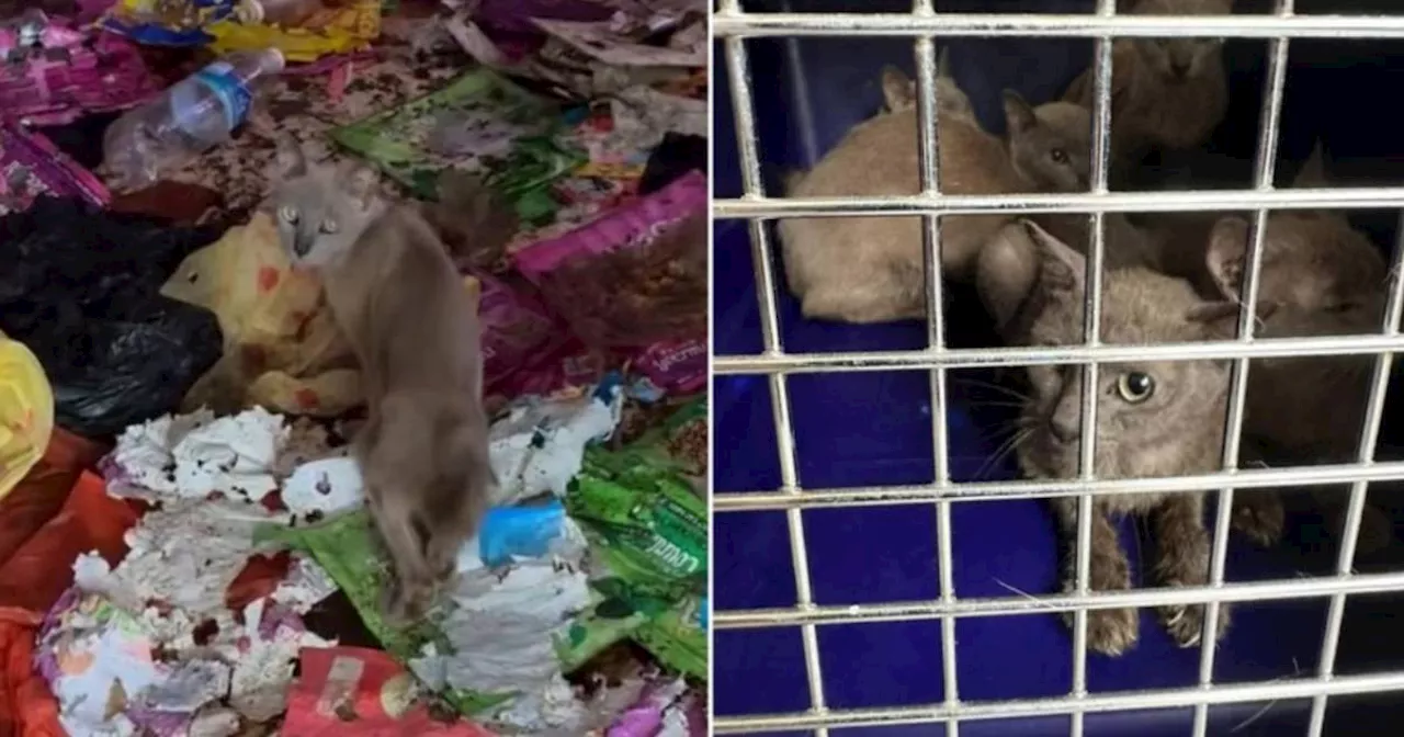 Neglected Cats Removed from Bedok Flat After Residents Raise Concerns