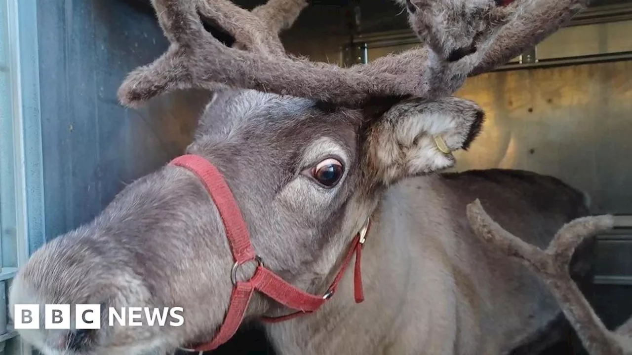 Man arrested on North Yorkshire motorway while towing reindeer