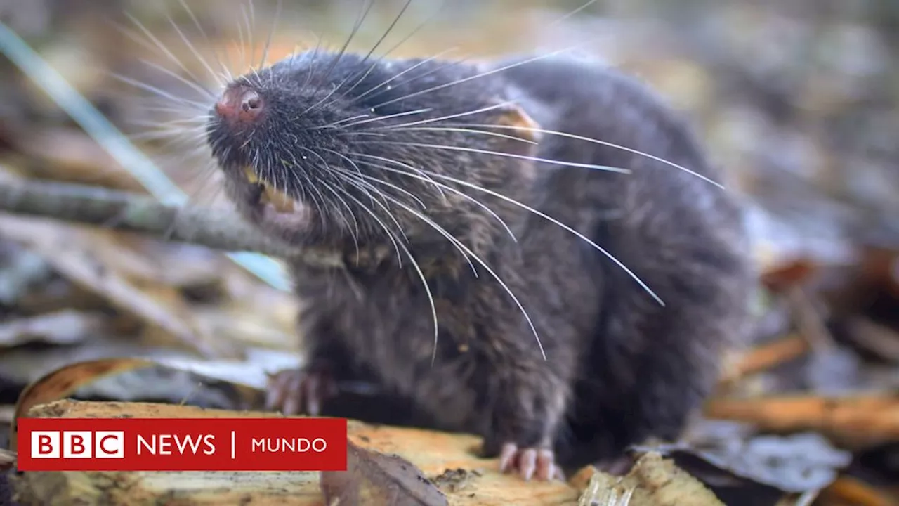 Un ratón que puede nadar y otras 26 nuevas especies descubiertas por científicos en Perú