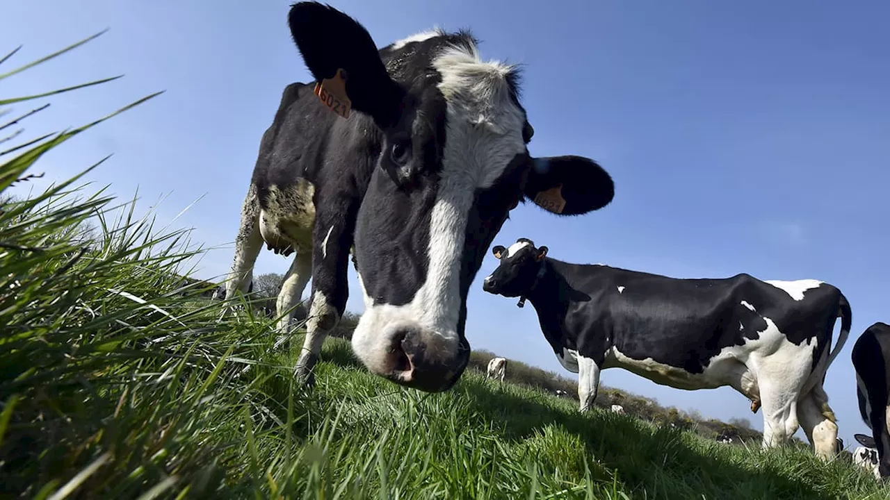 20es Ovinpiades: deux Bas-Alpins en lice pour devenir meilleur jeune berger de France