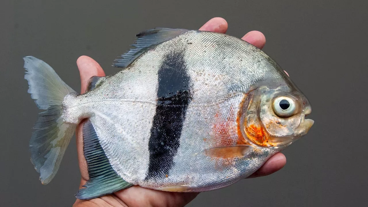 Neu entdeckter Piranha ist Vegetarier – er bekam einen berühmten Namen