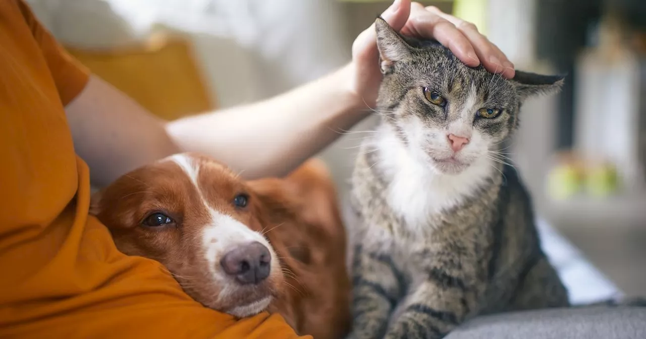 The most popular pet name in Toronto is the same for both cats and dogs