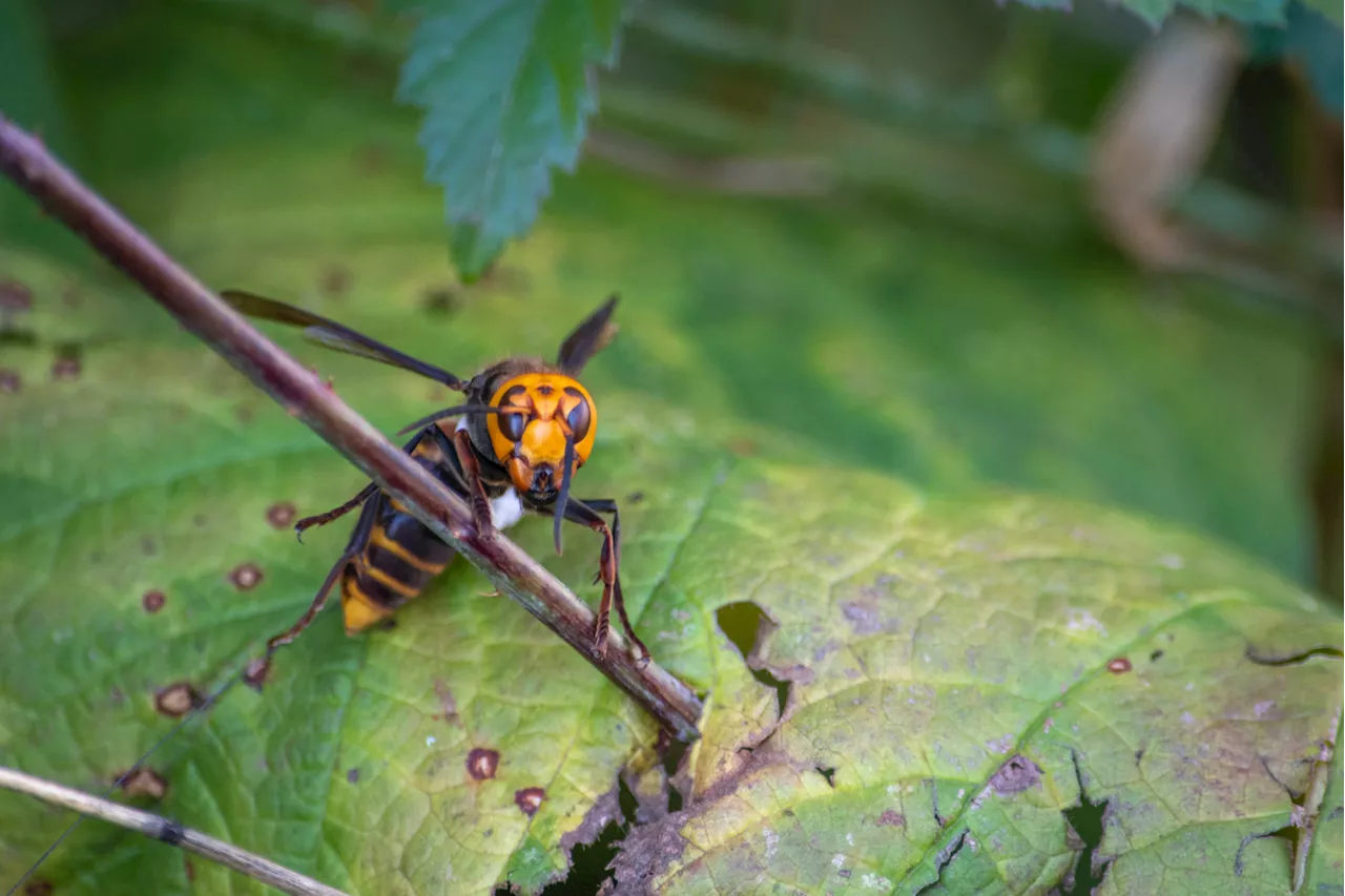 B.C. deemed murder hornet-free: Ministry of Agriculture and Food